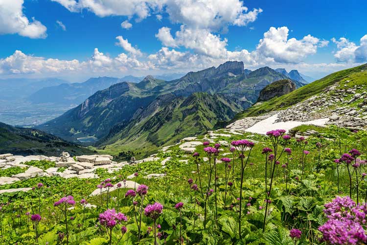 Am Puls der Alpen