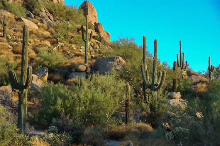 cactus 3810807 1920