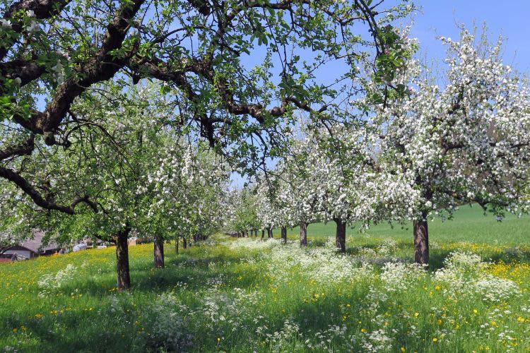 Baeume im Fruehling
