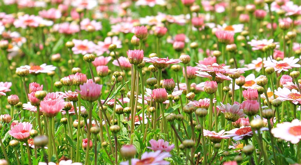 Blumenwiese