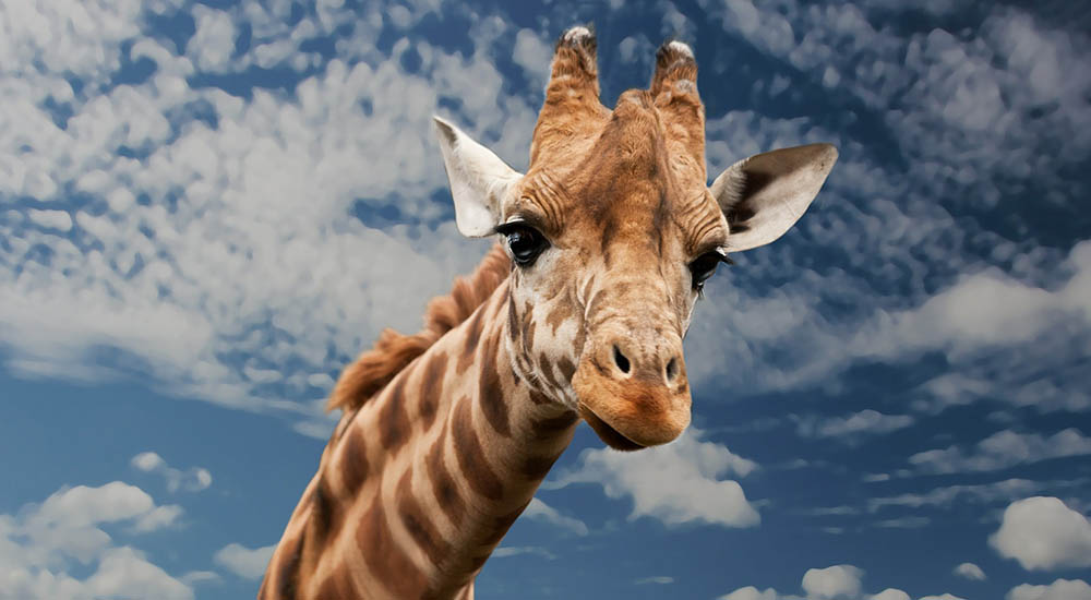 Do‘s and Don’ts auf Safaris