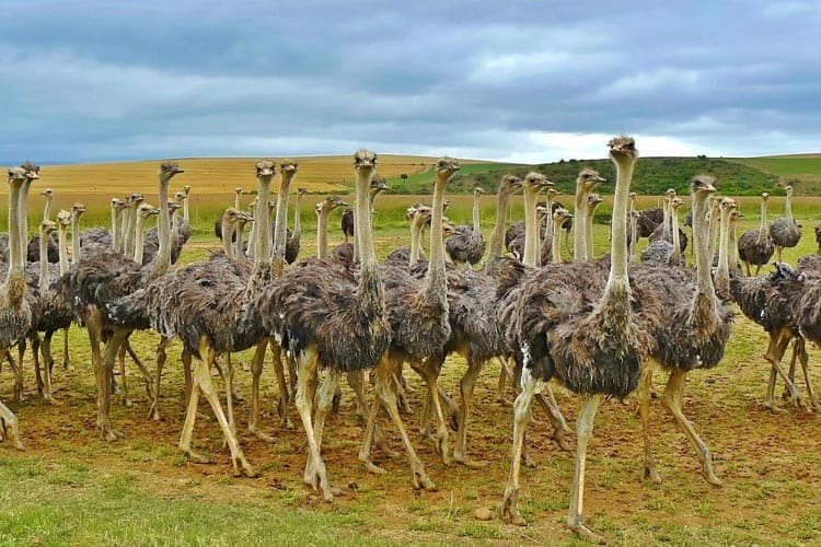 Suedafrika Straus pixabay